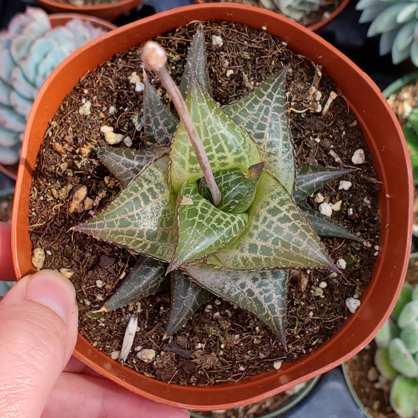Haworthia venosa ssp. tessellata